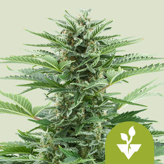 Easy Bud Automatic (Royal Queen Seeds) feminiserade cannabisfr&ouml;n