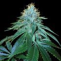 The OG 18 (DNA Genetics) Feminiserade