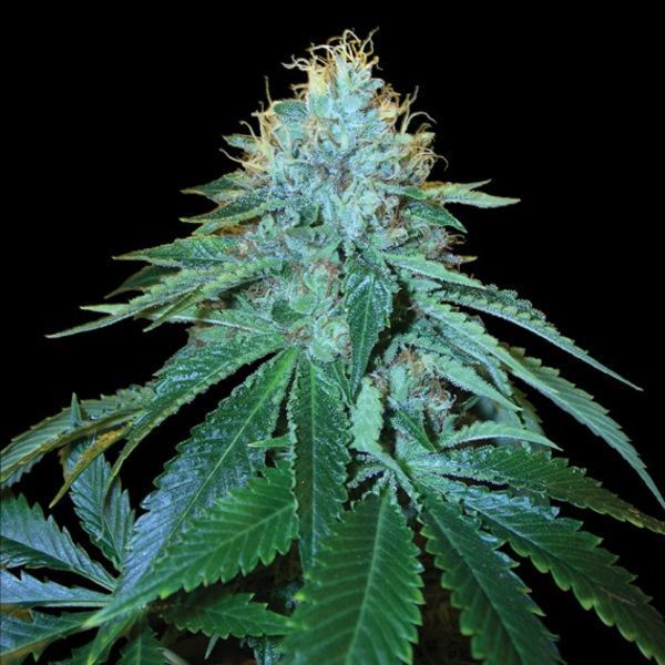 The OG 18 (DNA Genetics) Feminiserade