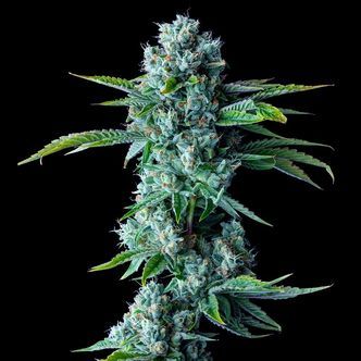 Skywalker Kush (DNA Genetics) feminiserade