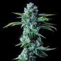 Skywalker Kush (DNA Genetics) Feminiserade