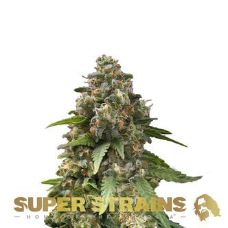 Enemy Of The State (Super Strains) feminiserade