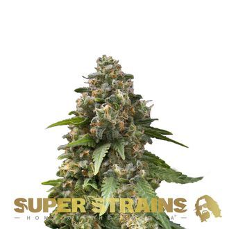 Enemy Of The State (Super Strains) Feminiserade