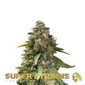 Enemy Of The State (Super Strains) Feminiserade