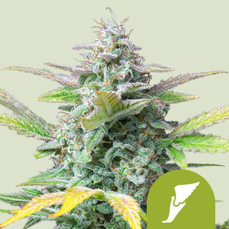 Quick One Autoflower (Royal Queen Seeds) Feminiserade