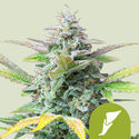 Quick One Autoflower (Royal Queen Seeds) Feminiserade