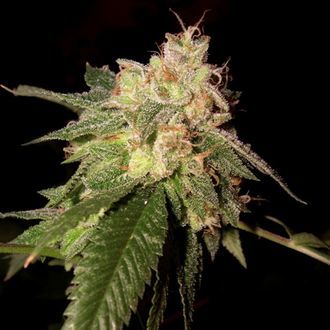 OG Kush (DNA Genetics) Feminiserade