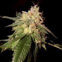 OG Kush (DNA Genetics) Feminiserade