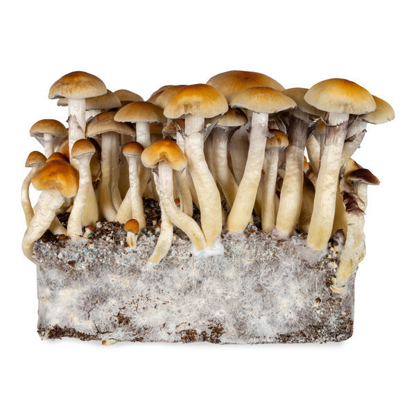 Thai vätskekulturspruta (Acid Shroomz)