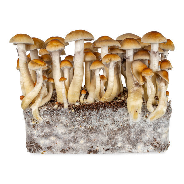 Thai vätskekulturspruta (Acid Shroomz)