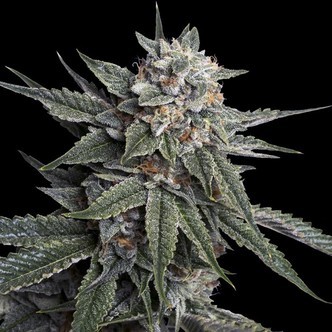 Holy Grail Kush (DNA Genetics) feminiserade