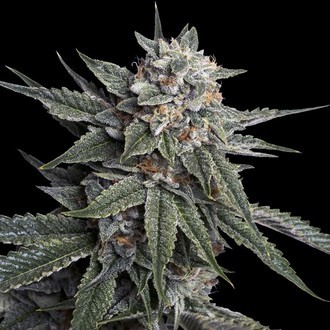 Holy Grail Kush (DNA Genetics) Feminiserade