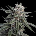 Holy Grail Kush (DNA Genetics) Feminiserade