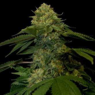 Holy Grail Kush (DNA Genetics) Feminiserade