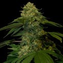 Holy Grail Kush (DNA Genetics) Feminiserade