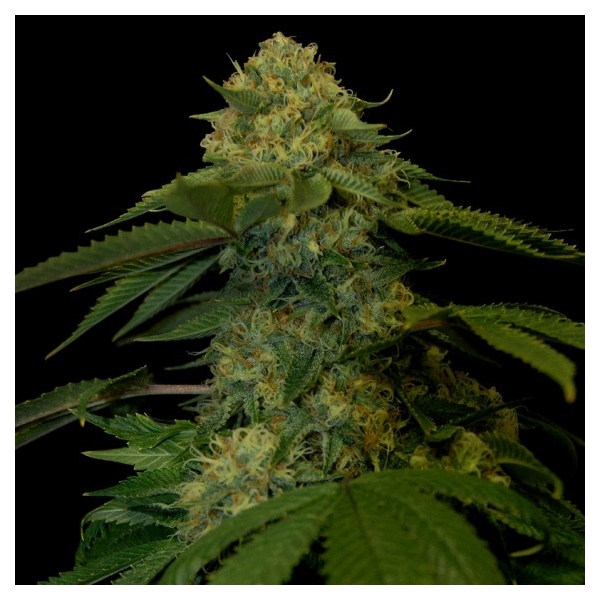Holy Grail Kush (DNA Genetics) Feminiserade