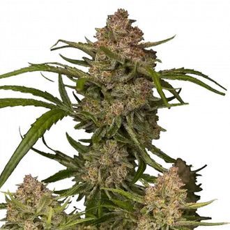 Guava Auto (FastBuds) Feminiserade