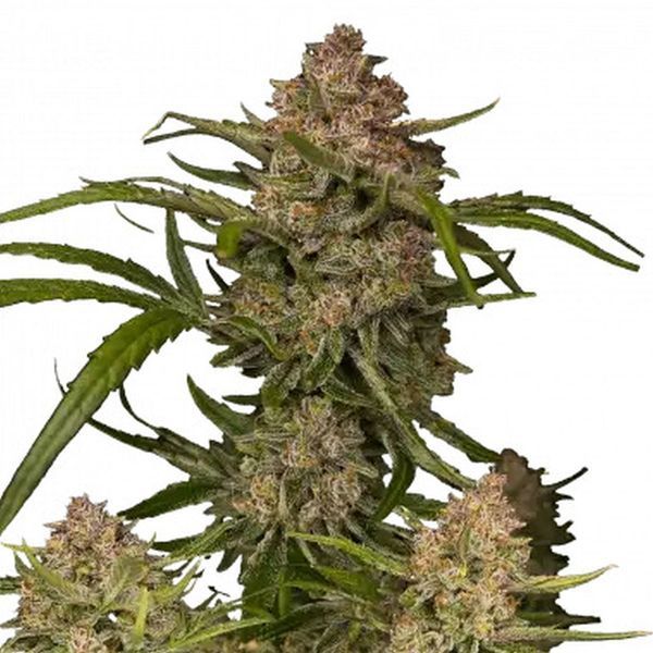 Guava Auto (FastBuds) Feminiserade