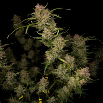 Guava Auto (FastBuds) Feminiserade