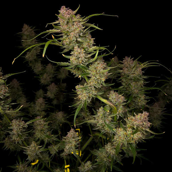 Guava Auto (FastBuds) Feminiserade