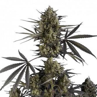 Pound Cake Auto (FastBuds) feminiserade cannabisfr&ouml;n