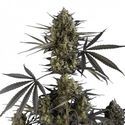 Pound Cake Auto (FastBuds) Feminiserade