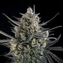 Pound Cake Auto (FastBuds) Feminiserade