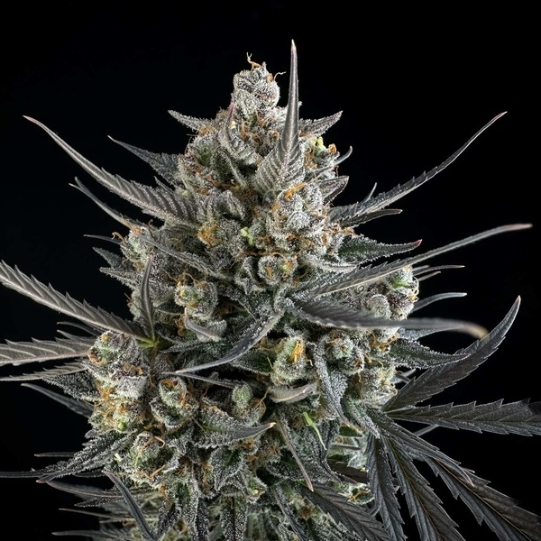 Pound Cake Auto (FastBuds) Feminiserade