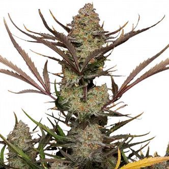 Apple Strudel Auto (FastBuds) feminiserade cannabisfr&ouml;n