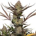 Apple Strudel Auto (FastBuds) Feminiserade