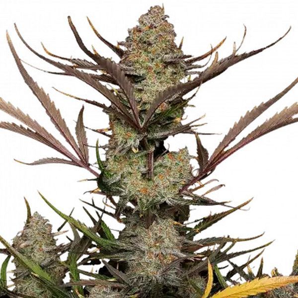 Apple Strudel Auto (FastBuds) Feminiserade