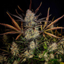 Apple Strudel Auto (FastBuds) Feminiserade