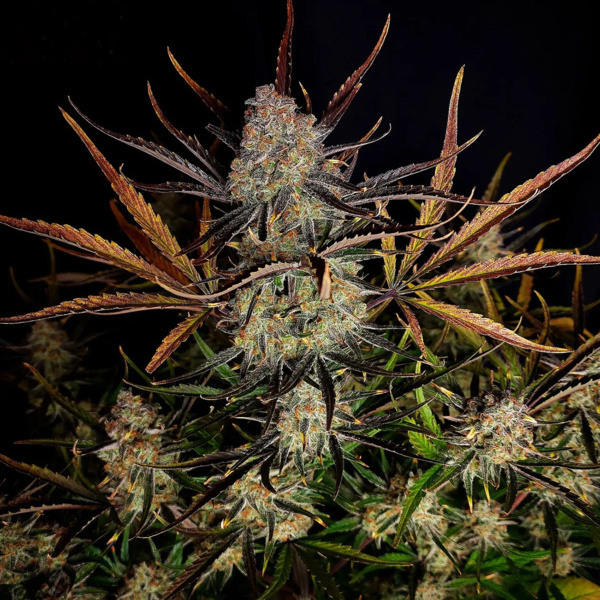 Apple Strudel Auto (FastBuds) Feminiserade