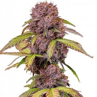 Lemon Cherry Cookies Auto (FastBuds) Feminiserade