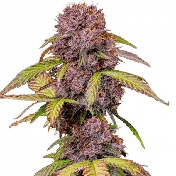 Lemon Cherry Cookies Auto (FastBuds) Feminiserade