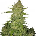 Papaya Cookies Auto (FastBuds) Feminiserade
