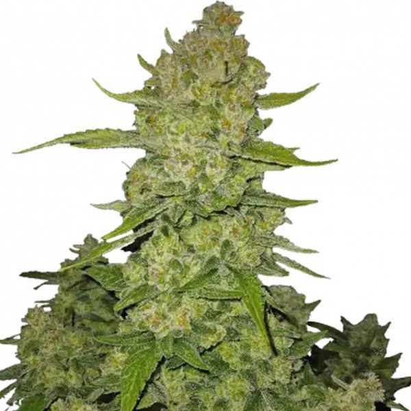 Papaya Cookies Auto (FastBuds) Feminiserade