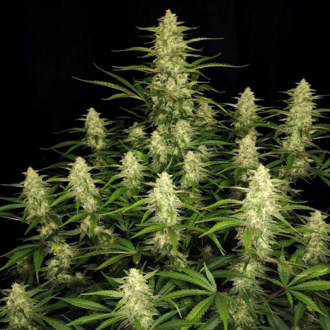 Papaya Cookies Auto (FastBuds) Feminiserade
