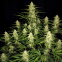 Papaya Cookies Auto (FastBuds) Feminiserade