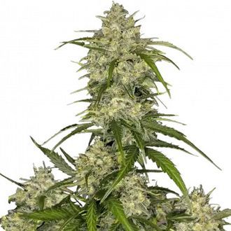 Sour Jealousy Auto (FastBuds) Feminiserade