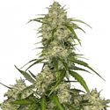 Sour Jealousy Auto (FastBuds) Feminiserade