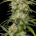 Sour Jealousy Auto (FastBuds) Feminiserade