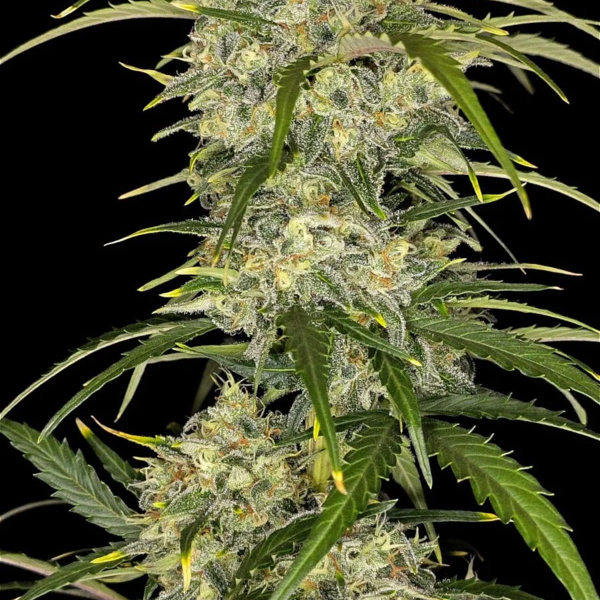 Sour Jealousy Auto (FastBuds) Feminiserade