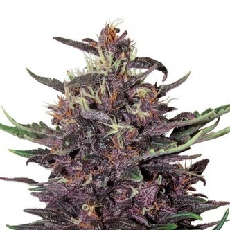 Buddha Purple Kush (Buddha Seeds) feminiserade cannabisfr&ouml;n