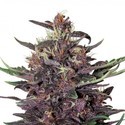 Purple Kush Auto (Buddha Seeds) Feminiserade