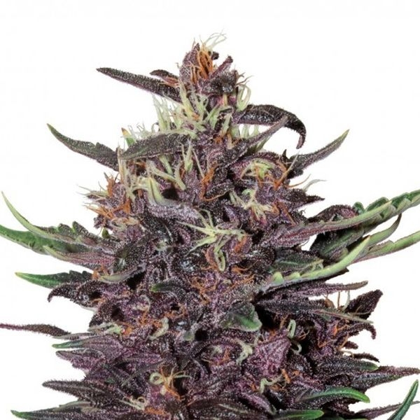 Purple Kush Auto (Buddha Seeds) Feminiserade