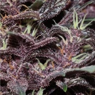 Purple Kush Auto (Buddha Seeds) Feminiserade