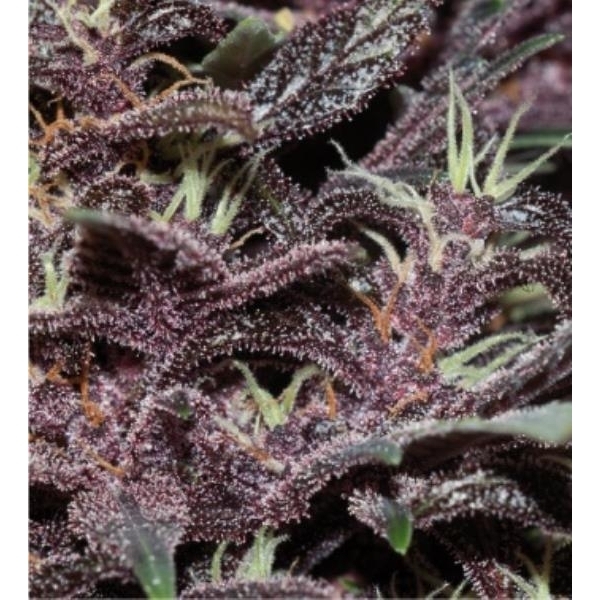 Purple Kush Auto (Buddha Seeds) Feminiserade
