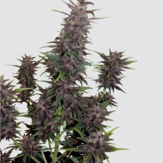Purple Kush Auto (Buddha Seeds) Feminiserade