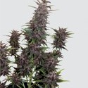 Purple Kush Auto (Buddha Seeds) Feminiserade
